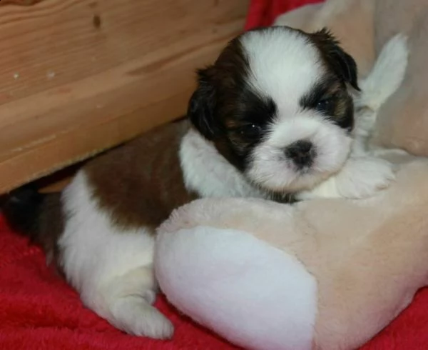  cuccioletto di shitzu mini toy 