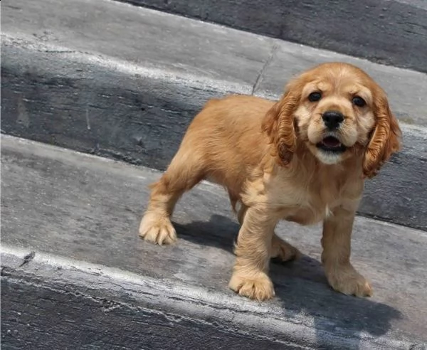 adorabili cuccioli di cocker spaniel pronti per l'adozione