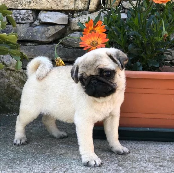  regalo bellissimi cuccioli allevati shih-tzu, colore bianco e nero. due e una feminuccia maschietti