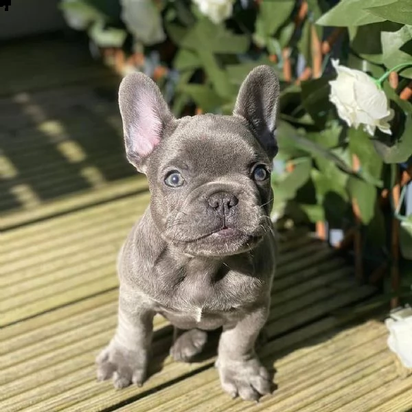 vendita cucciolo bouledogue - bulldog francese cuccioli blu da 100 