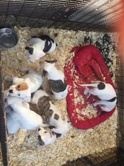 cuccioli di bulldog americano per l'adozione gratuita