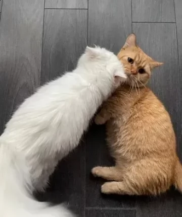 cucciolo di munchkin maschio e femmina | Foto 0