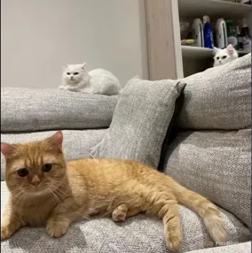 cucciolo di munchkin maschio e femmina