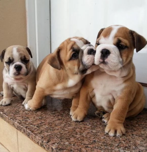  regalo bulldog inglese cuccioli disponibili cuccioli disponibili bulldog inglese cuccioli disponibi