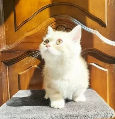cucciolo munchkin creme | Foto 0
