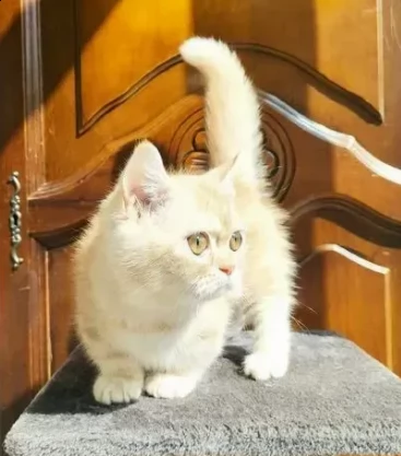 cucciolo munchkin creme