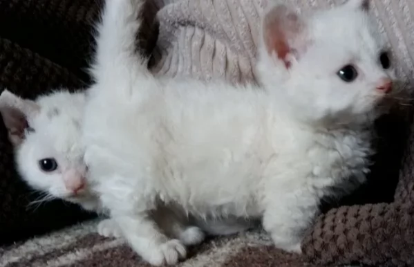 cuccioli munchkin disponibili | Foto 0