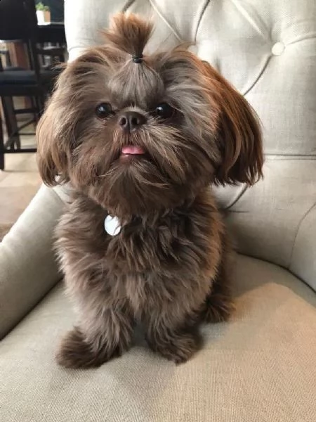  regalo cuccioli shih tzu avente : primi vaccini, passaporto, libretto sanitario, microchip. possibi