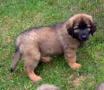 stupendi cuccioli di leonberger | Foto 1