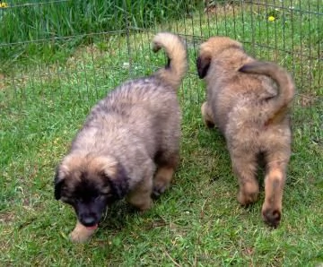 stupendi cuccioli di leonberger