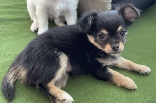 regalo cuccioli dolce e bella chihuahua toy
