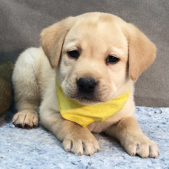 regalo labrador retriever cuccioli introvabili cuccioli di labrador retriever intelligenti e dolciss