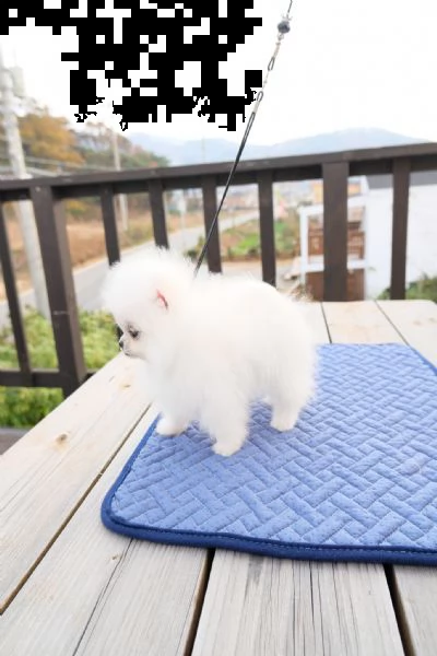 dolci cuccioli di spitz pomerania disponibili | Foto 0