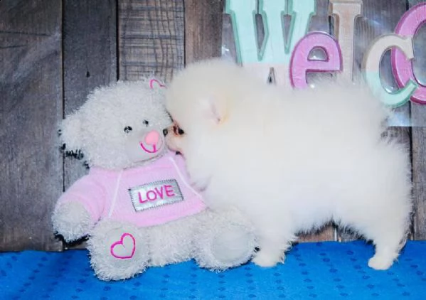 cuccioli di pomerania per l'adozione | Foto 0