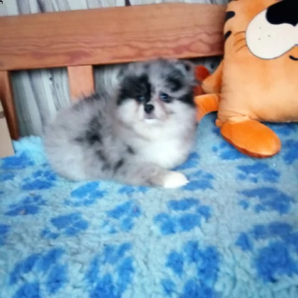 splendido cucciolo di pomerania | Foto 1