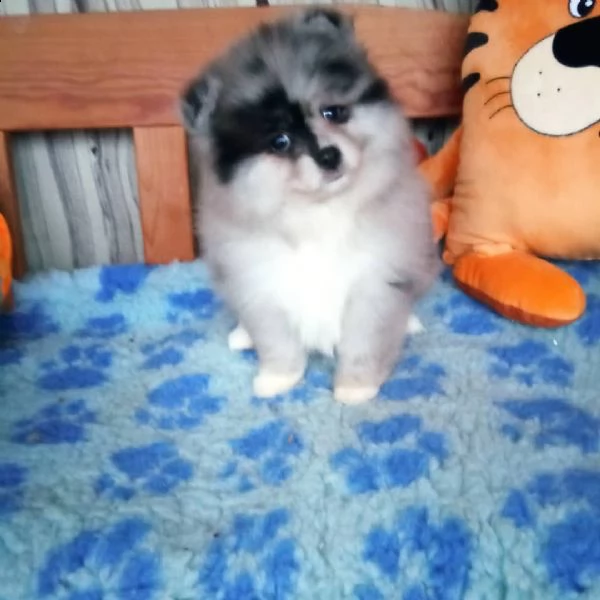 splendido cucciolo di pomerania | Foto 0