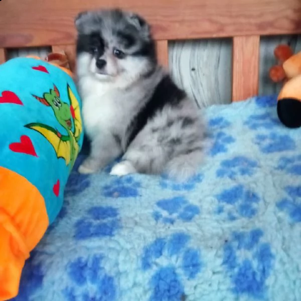 splendido cucciolo di pomerania