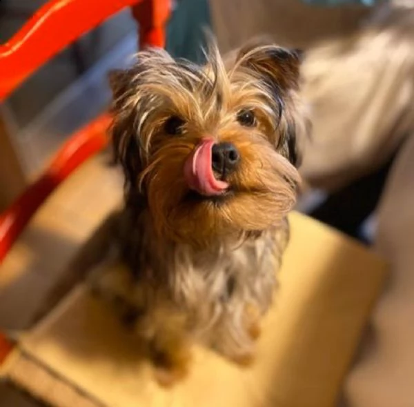  regalo cuccioli di yorkie bellissimi cuccioli vengono consegnati con vaccinazioni, sverminati, micr