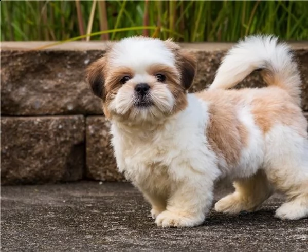 shih tzu