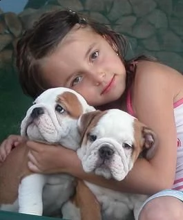 cuccioli di bulldog inglese
