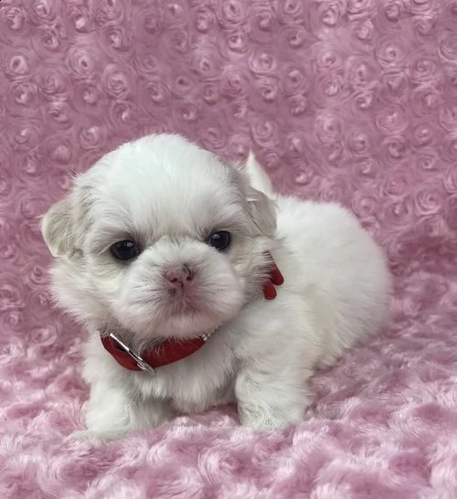 regalo cuccioli di shitzu .