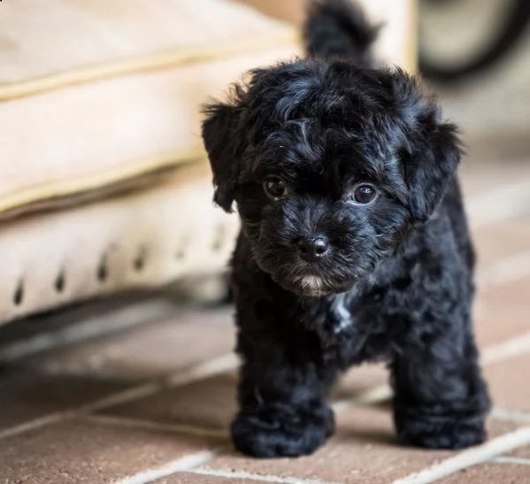 gli animali domestici hanno avuto una bellissima cucciolata di bellissimi cuccioli bianchi di orso 