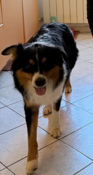  cuccioli dí australian Sheperd 