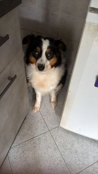  cuccioli dí australian Sheperd  | Foto 0