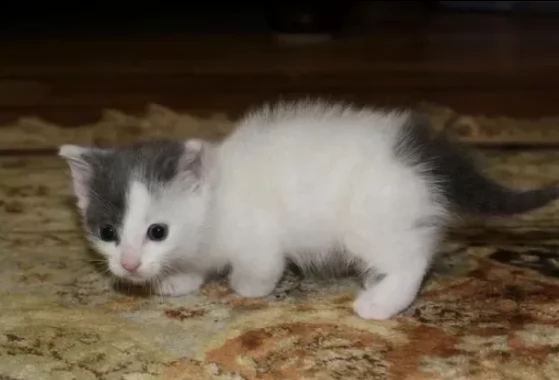 gattini munchkin di razza