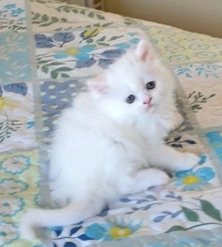 munchkin bianca gattini