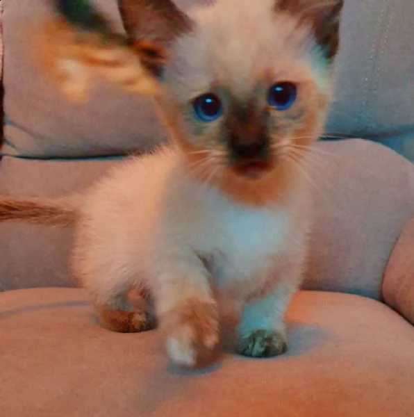 gattini di muchkin blue point