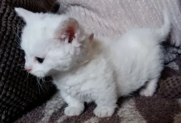 gattini di munchkin di due mesi