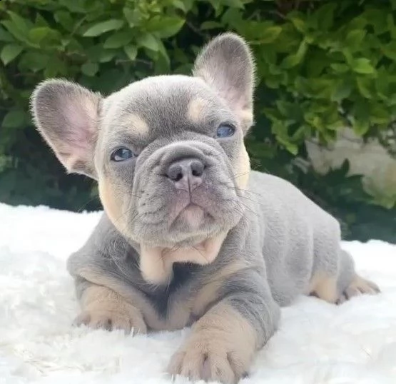 belli cuccioli bouledogue francesi | Foto 0