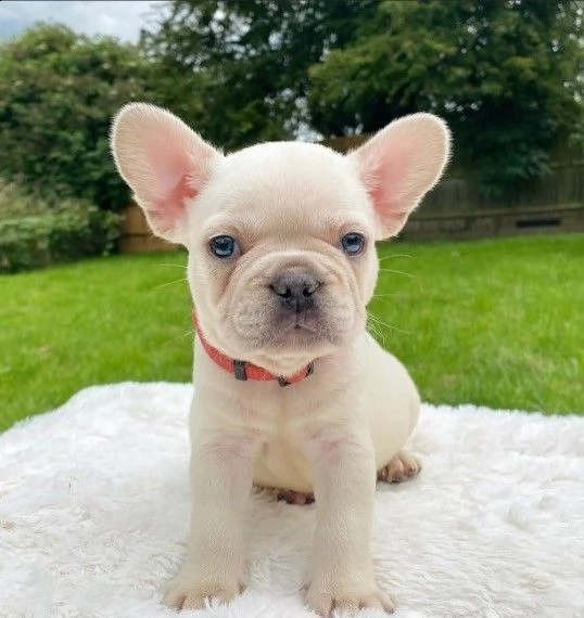 belli cuccioli bouledogue francesi