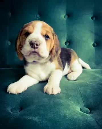 due cuccioli beagle tricolore | Foto 1