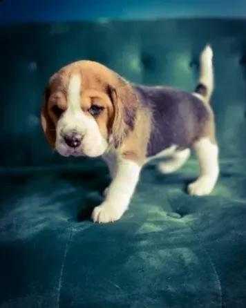 due cuccioli beagle tricolore