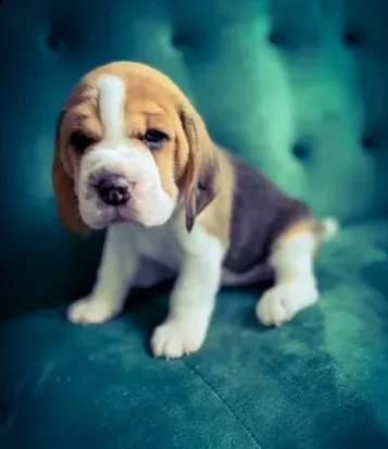 due cuccioli beagle tricolore | Foto 0