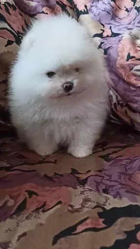 spitz pomerania maschi/femmine