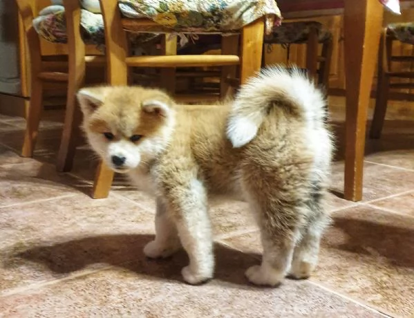 Cucciole Akita Inu pedigree Enci  | Foto 6