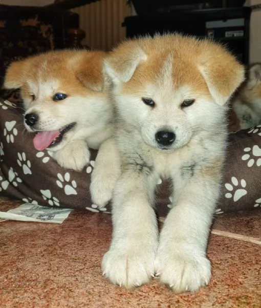 Cucciole Akita Inu pedigree Enci  | Foto 3