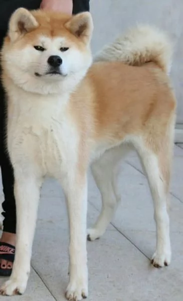 Cucciole Akita Inu pedigree Enci  | Foto 2