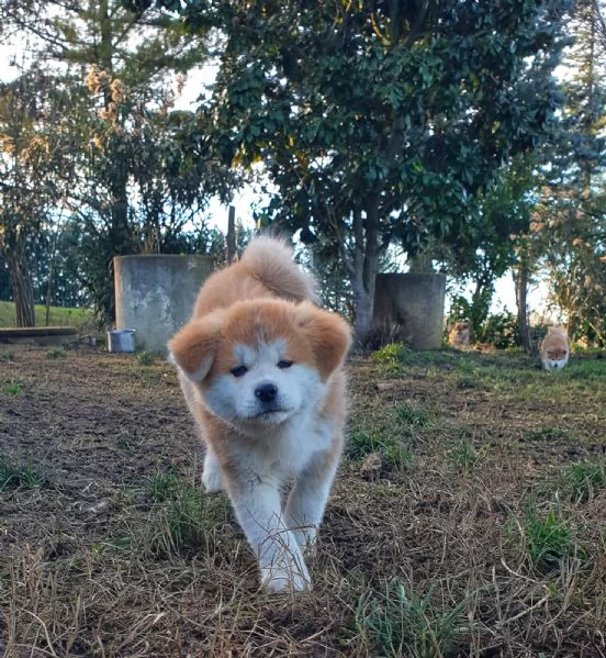 Cucciole Akita Inu pedigree  | Foto 6