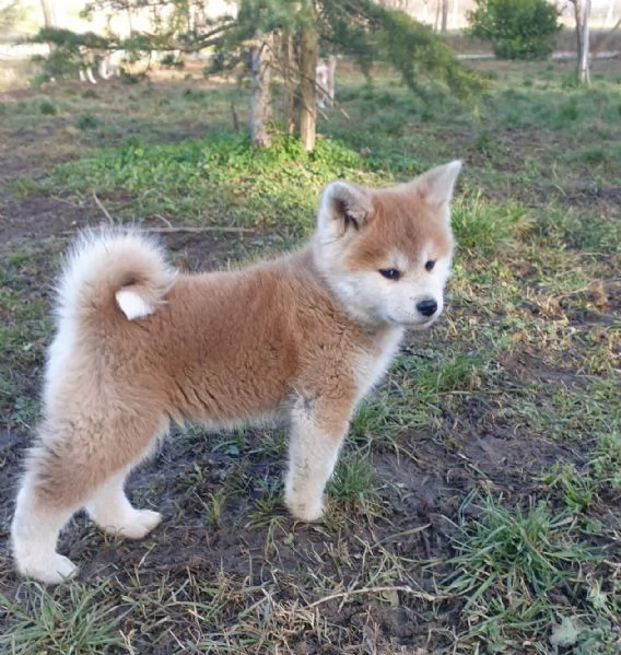 Cucciole Akita Inu pedigree  | Foto 5