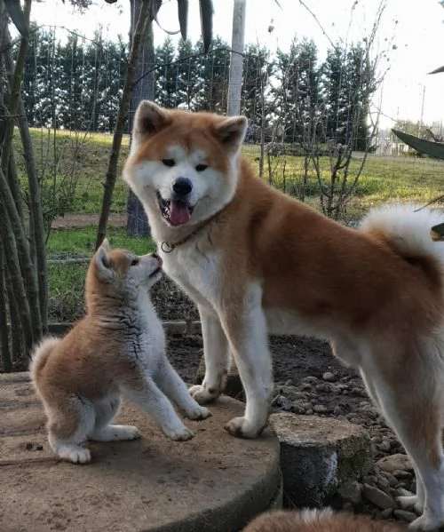 Cucciole Akita Inu pedigree  | Foto 2