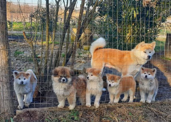 Cucciole Akita Inu pedigree 