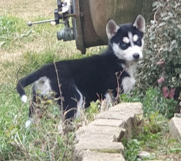 Cucciole [hidden] | Foto 5