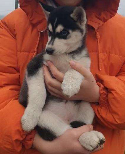 Cucciole [hidden] | Foto 4