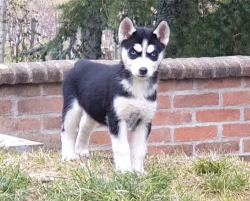 Cucciole [hidden] | Foto 3