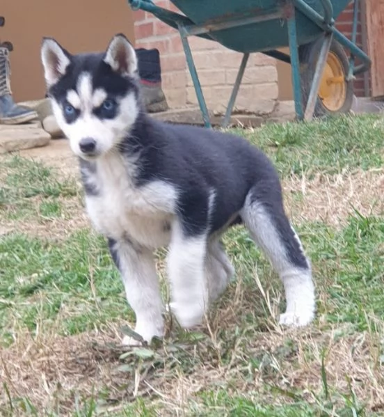 Cucciole [hidden] | Foto 2