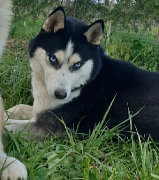 Cucciole [hidden] | Foto 1